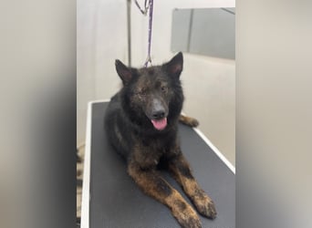 Ruhiges Zuhause für Baron gesucht