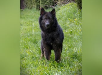 Ruhiges Zuhause für Baron gesucht