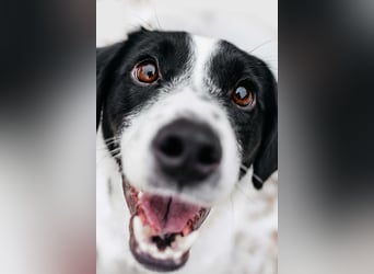 Lebensfroher Henry sucht sein Zuhause