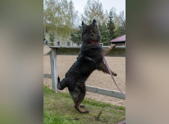 Ruhiges Zuhause für Baron gesucht