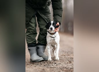 Lebensfroher Henry sucht sein Zuhause