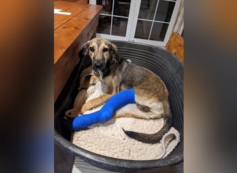 JUNO sucht ein Zuhause