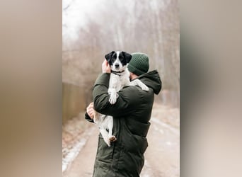 Lebensfroher Henry sucht sein Zuhause