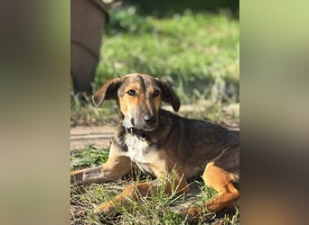 JUNO sucht ein Zuhause