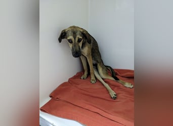 JUNO sucht ein Zuhause