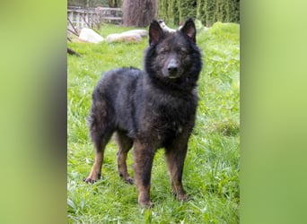 Ruhiges Zuhause für Baron gesucht