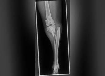 JUNO sucht ein Zuhause