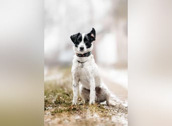 Lebensfroher Henry sucht sein Zuhause