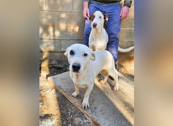 Zuckersüße Muffin sucht ihr Körbchen