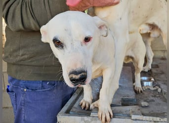 Zuckersüße Muffin sucht ihr Körbchen