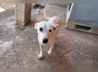 Zuckersüße Muffin sucht ihr Körbchen