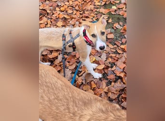 Lia, kleine Hundedame in Deutschland