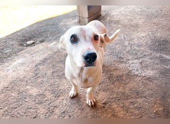 Zuckersüße Muffin sucht ihr Körbchen