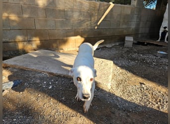 Zuckersüße Muffin sucht ihr Körbchen