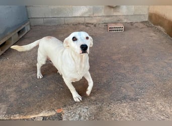 Zuckersüße Muffin sucht ihr Körbchen