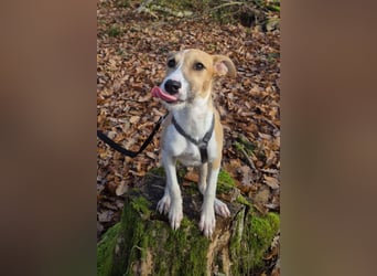 Lia, kleine Hundedame in Deutschland