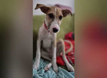 Lia, kleine Hundedame in Deutschland