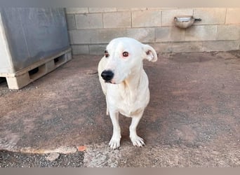 Zuckersüße Muffin sucht ihr Körbchen