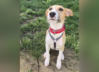 Lia, kleine Hundedame in Deutschland