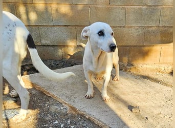 Zuckersüße Muffin sucht ihr Körbchen
