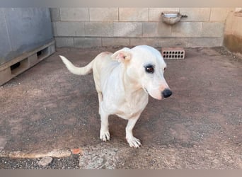 Zuckersüße Muffin sucht ihr Körbchen