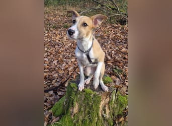 Lia, kleine Hundedame in Deutschland