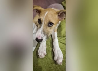 Lia, kleine Hundedame in Deutschland