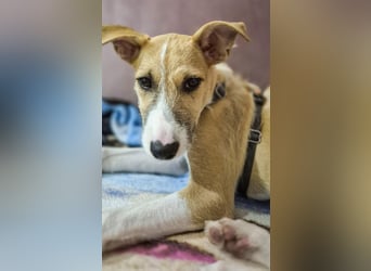 Lia, kleine Hundedame in Deutschland