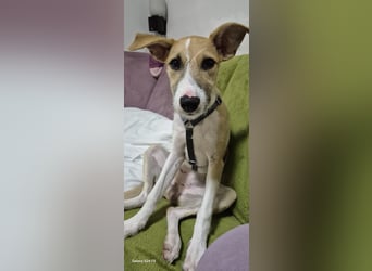 Lia, kleine Hundedame in Deutschland