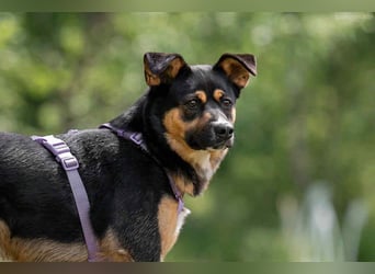 Sensible Lusha sucht warmes Körbchen