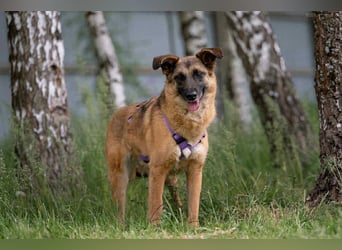 Ruhige Malta sucht warmes Körbchen