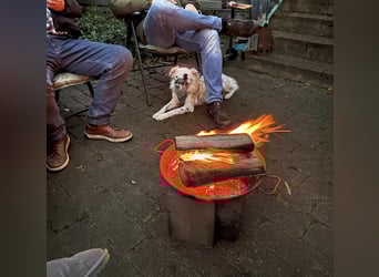 Treuer Charlie❤️sucht liebevolle Hundekenner