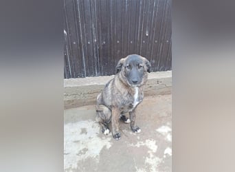 Sanfte Pluck sucht ihre Familie