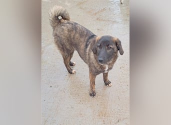 Sanfte Pluck sucht ihre Familie