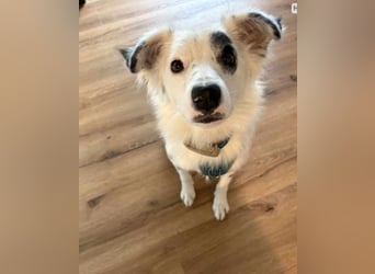 Treuer Charlie❤️sucht liebevolle Hundekenner