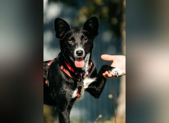 Sanfte Lucy sucht ihre Menschen