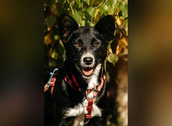 Sanfte Lucy sucht ihre Menschen