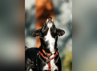 Sanfte Lucy sucht ihre Menschen