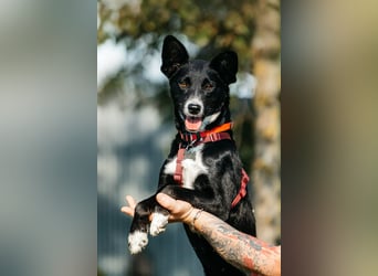 Sanfte Lucy sucht ihre Menschen
