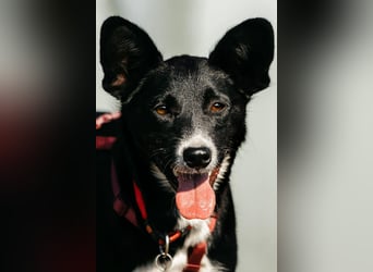 Sanfte Lucy sucht ihre Menschen
