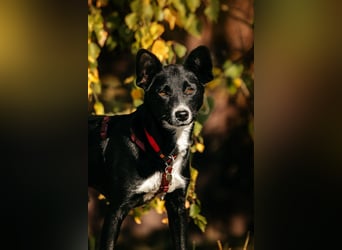 Sanfte Lucy sucht ihre Menschen