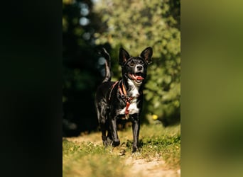 Sanfte Lucy sucht ihre Menschen