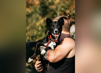 Sanfte Lucy sucht ihre Menschen