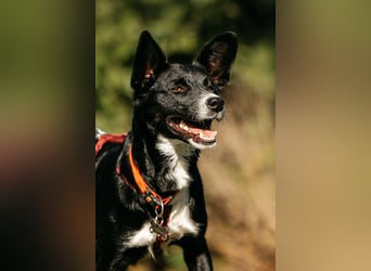Sanfte Lucy sucht ihre Menschen