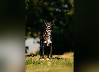 Sanfte Lucy sucht ihre Menschen