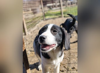 Mimi, kleines Hundemädchen auf der Suche nach seinen Zuhause