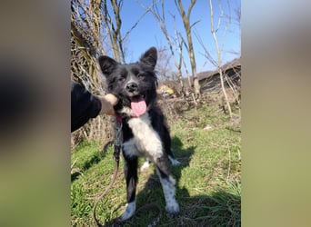 Kaya - Sanfte Seele sucht ihr Für-immer-Zuhause