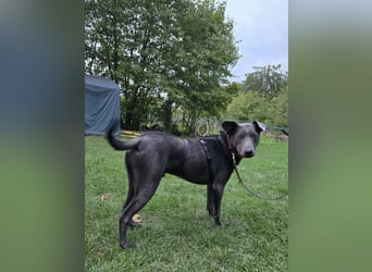 Martini - ein Herzenshund sucht sein für-immer-Zuhause