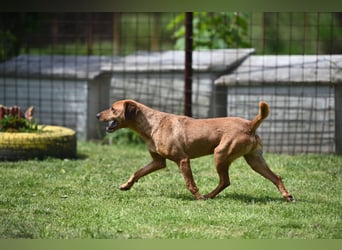 Cezar - ruhiger, freundlicher Begleiter sucht ein sicheres Zuhause