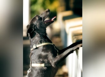 Ilse - intelligente, sportliche Hündin auf der Suche nach ihrer Familie